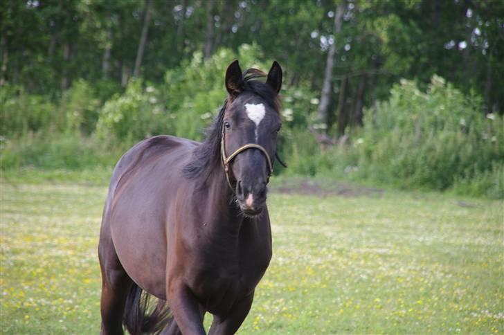 Hannoveraner Gildbjerg´s Black Chanti - 2007 billede 5