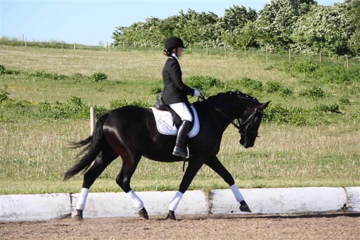 Hannoveraner Gildbjerg´s Black Chanti - til Championat billede 6