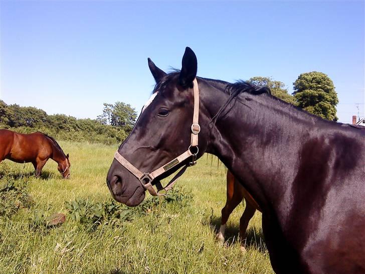 Hannoveraner Gildbjerg´s Black Chanti billede 7