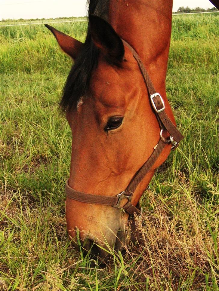 Hollandsk Varmblod Stifler billede 11