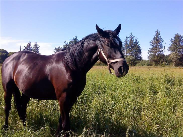 Hannoveraner Gildbjerg´s Black Chanti billede 8