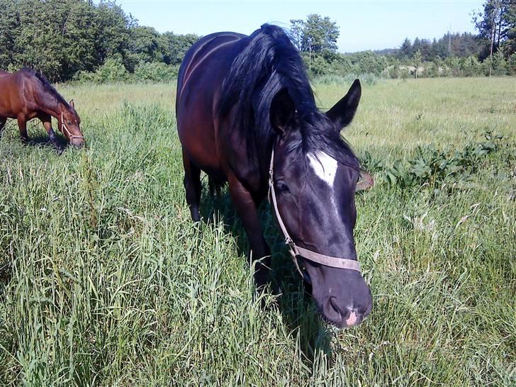 Hannoveraner Gildbjerg´s Black Chanti billede 9