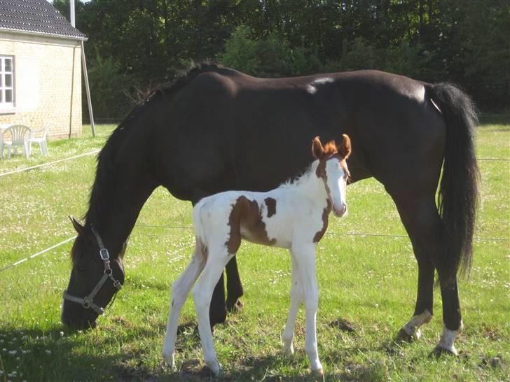 Anden særlig race Mazaya "SOLGT" billede 13
