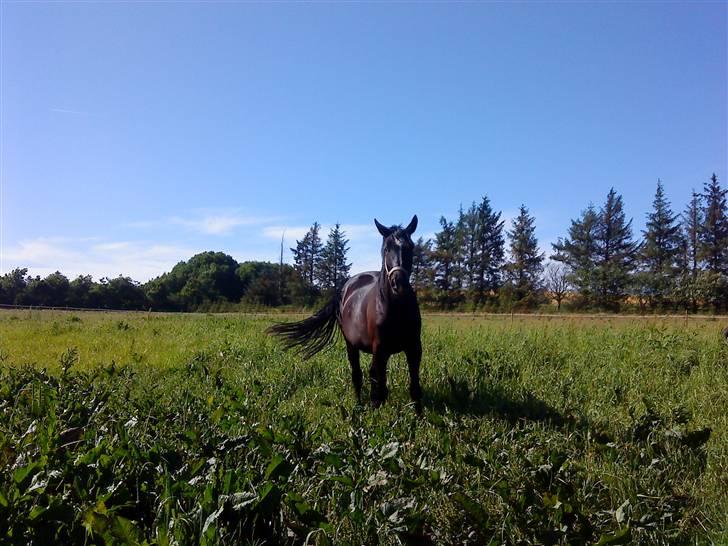 Hannoveraner Gildbjerg´s Black Chanti billede 10