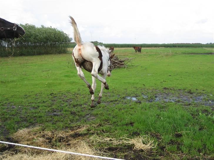 Anden særlig race Mazaya "SOLGT" billede 14
