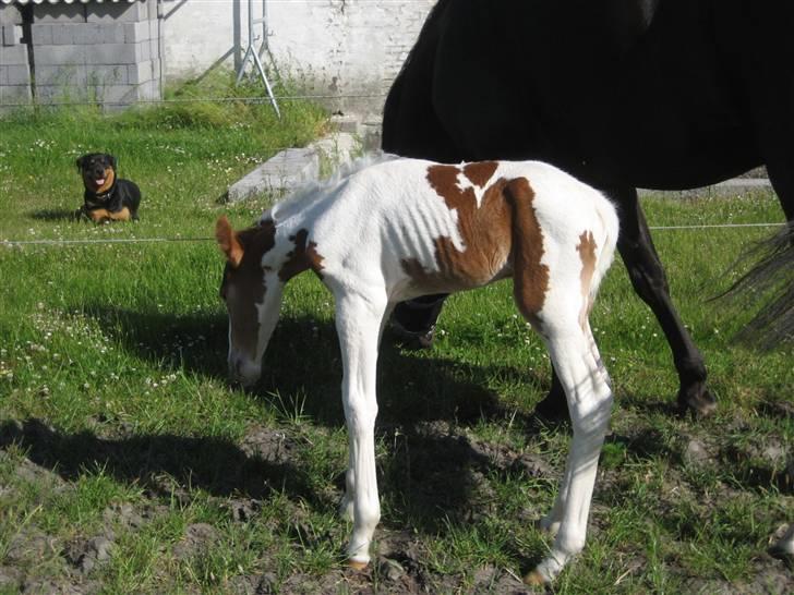 Anden særlig race Mazaya "SOLGT" billede 15