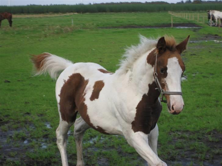Anden særlig race Mazaya "SOLGT" billede 16
