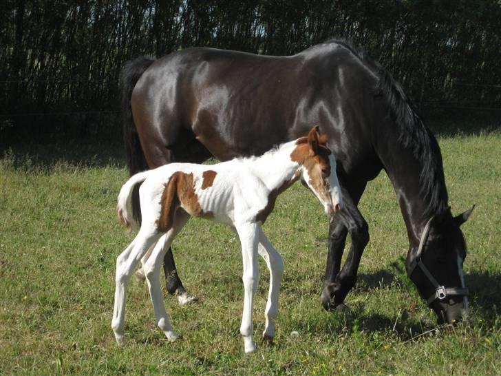 Anden særlig race Mazaya "SOLGT" billede 17