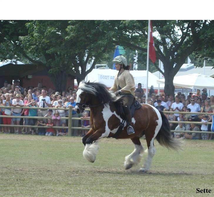 Tinker Gold Fee  R.I.P - Jubiii - vi skal ud! billede 10