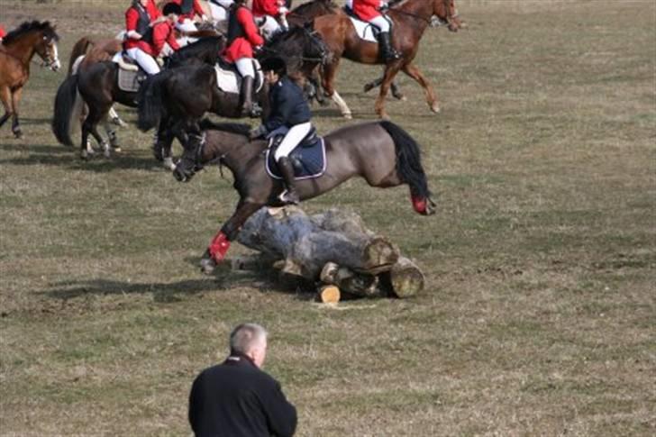 Hollandsk Sportspony stuntman *gl. part* - Mig og stunt er til jagt for første gang<3   Fotograf: Pia billede 9