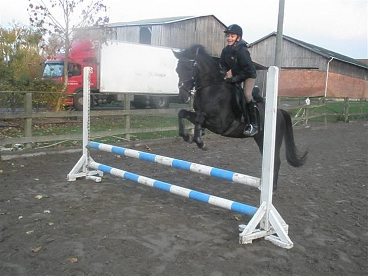 Hollandsk Sportspony stuntman *gl. part* - 3 gang jeg springer stunt wee <33 Fotograf: Michelle billede 11