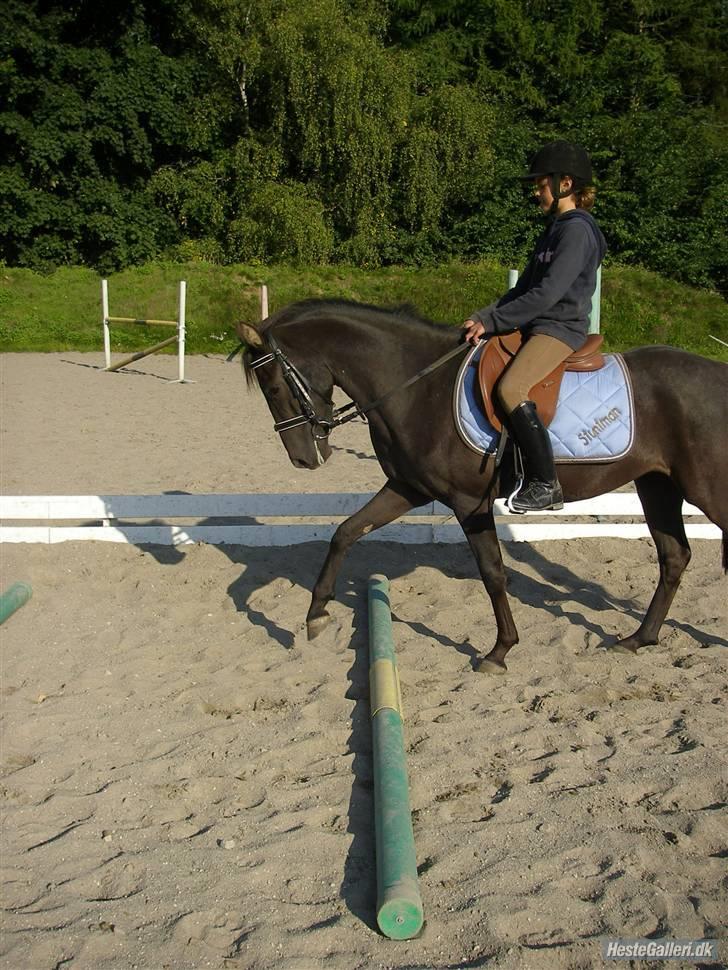Hollandsk Sportspony stuntman *gl. part* - mig og stunt rider over bomme for første gang <3 billede 15