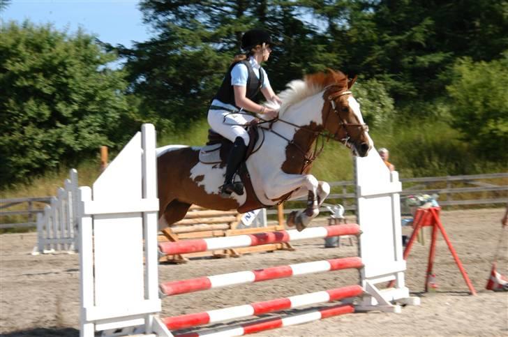 Pinto Proud Mary - FVR billede 9