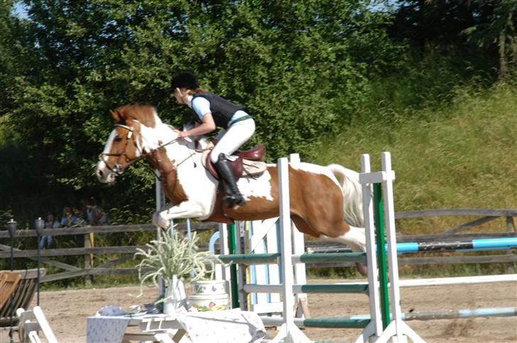 Pinto Proud Mary - FVR billede 11