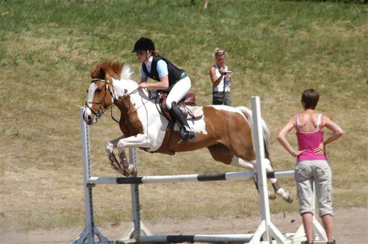 Pinto Proud Mary - Opvarmer FVR billede 15