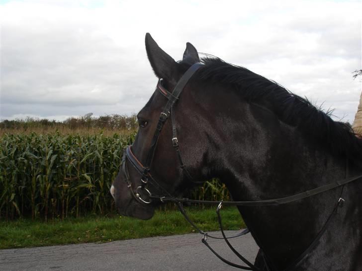 Oldenborg maj billede 3