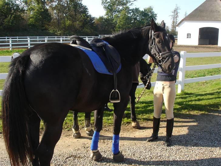 Oldenborg maj billede 4