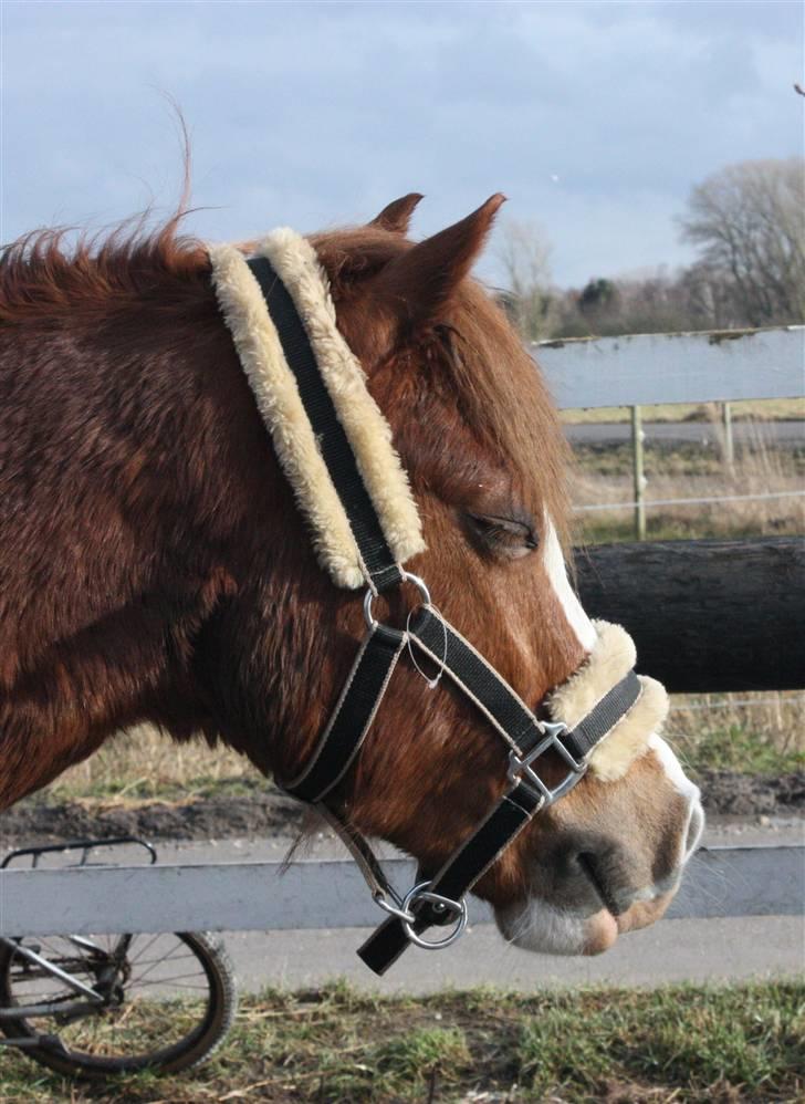 Welsh Pony (sec B) O'malley - Gamle hest - min lille baby  billede 11