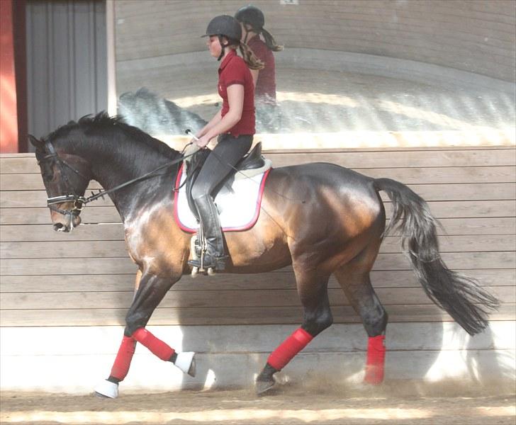 Holstener Flying Bee-Bob - Mig og bob i galop :D billede 12
