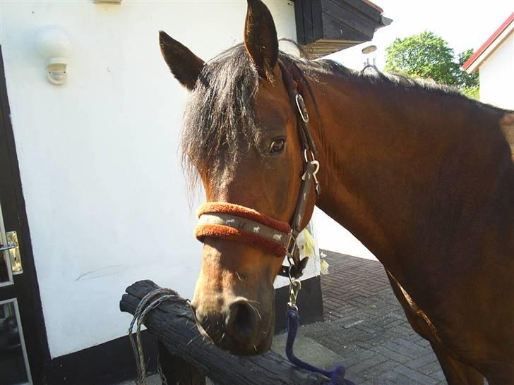 Anden særlig race Beauty - smukke Baeuty billede 1