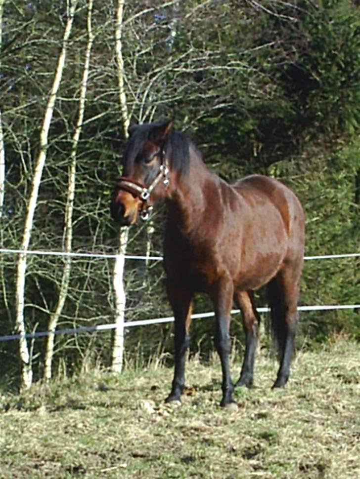 Anden særlig race Beauty - ude på folden billede 2