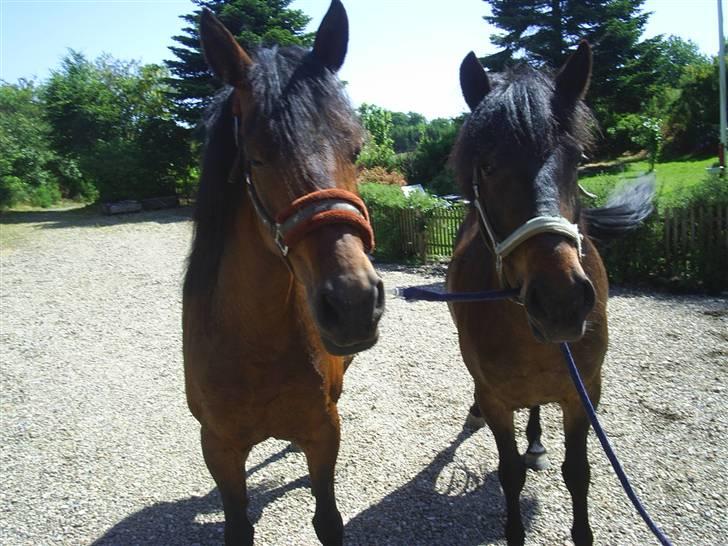 Anden særlig race Beauty - Beauty og hendes søn Darling billede 4