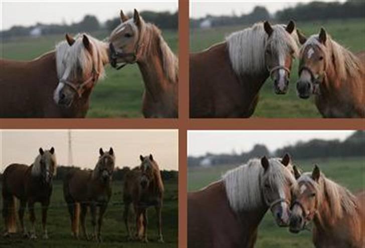 Haflinger Froukje van de Oosterweg - Billeder fra wiegaarden. Et af dem var med i et ridehesten blad. (Froukje til vestre i dem alle) billede 19