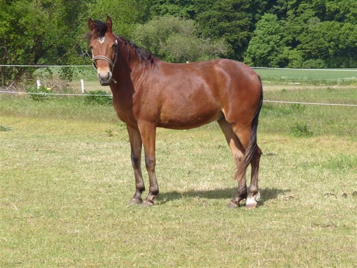 Anden særlig race noller  billede 8