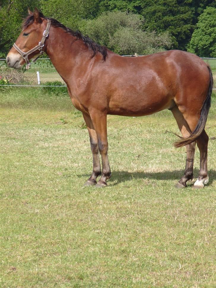 Anden særlig race noller  billede 9