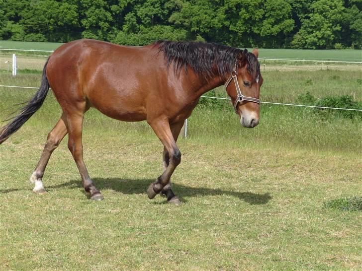 Anden særlig race noller  billede 10