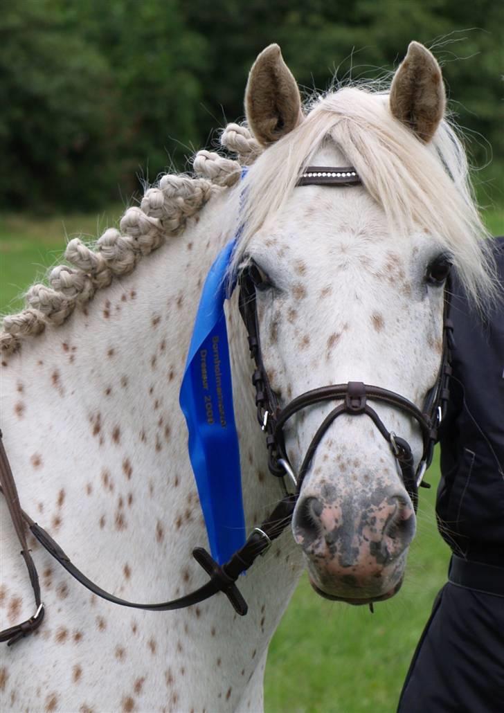 Knabstrupper Søholmgaards Orkan - vi blev nr.2 til bornholmsmesterskaberne! elsker dig pons.:)<3 billede 2