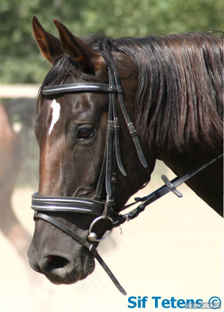 Fuldblod (XX) Jivã *DØD* - Jiva til springstævne i SVEJ foto: Sif Tetens billede 8