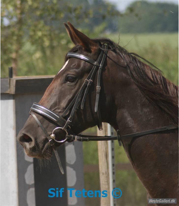 Fuldblod (XX) Jivã *DØD* - SVEJ - igen,, foto: Sif Tetens billede 9