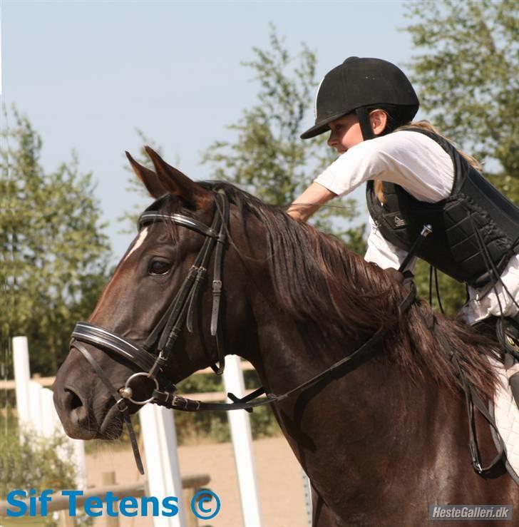 Fuldblod (XX) Jivã *DØD* - Da jeg var stolt over at have været kommet over et spring! foto: Sif Tetens billede 10