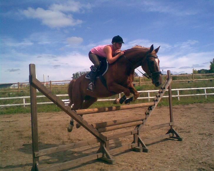 Anden særlig race Acorde Z - AFLIVET - Så søøøød :i Sommerdag. billede 2