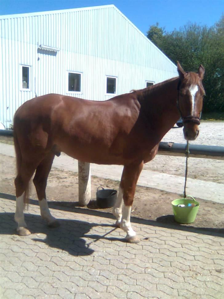 Anden særlig race Acorde Z - AFLIVET - Sommerdag :D billede 3