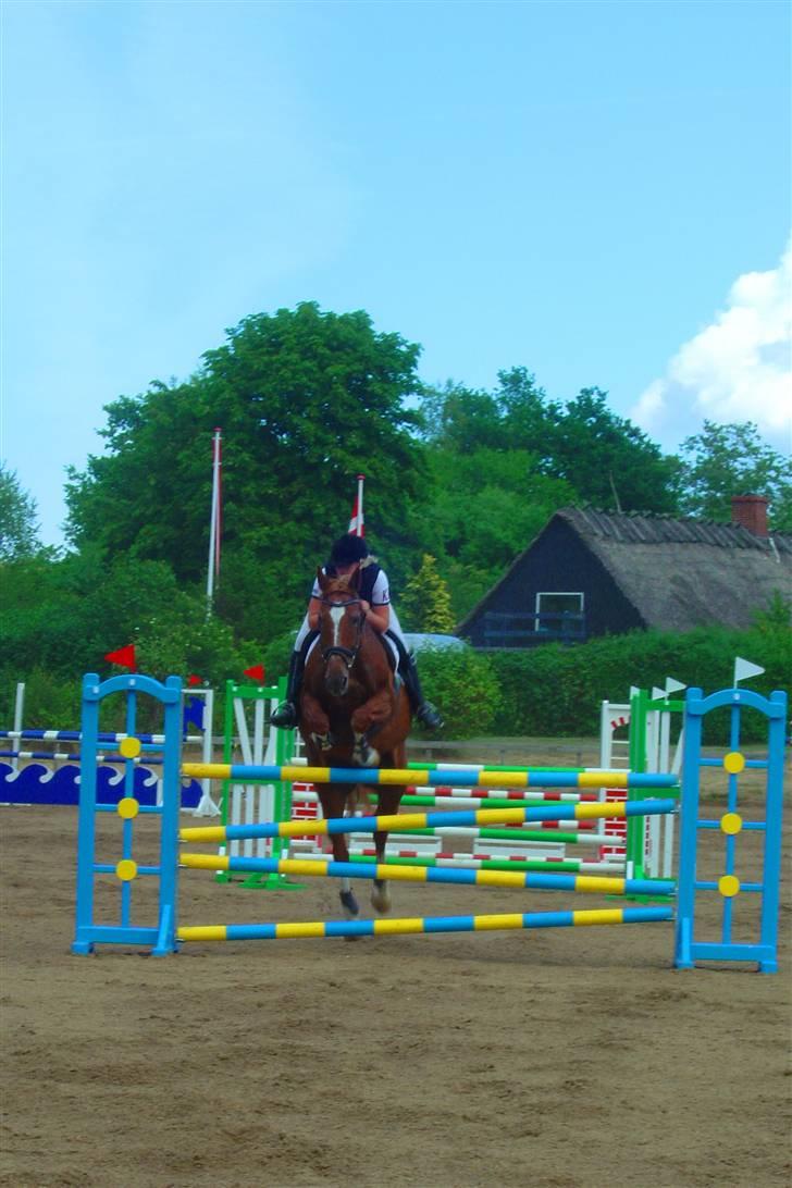 Anden særlig race Acorde Z - AFLIVET billede 4