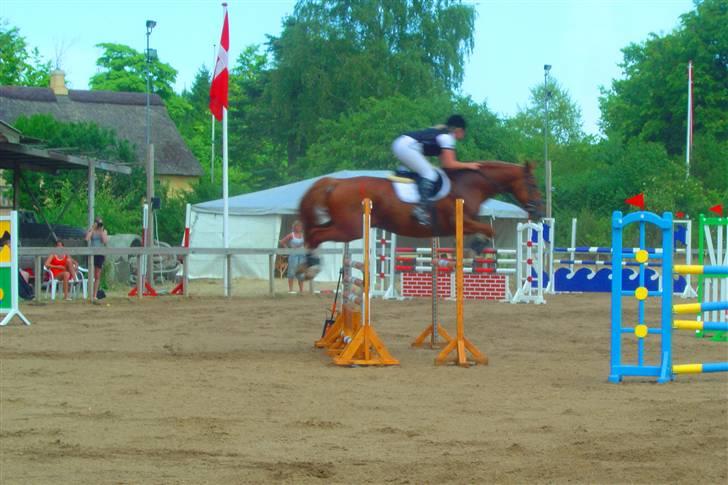 Anden særlig race Acorde Z - AFLIVET billede 5