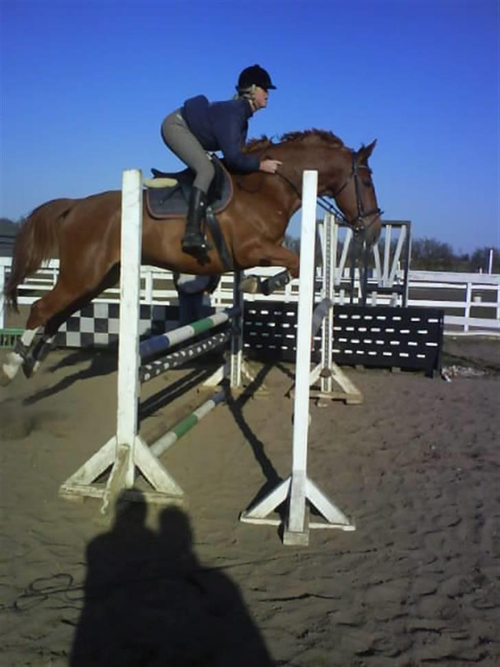 Anden særlig race Acorde Z - AFLIVET - Træning. billede 6