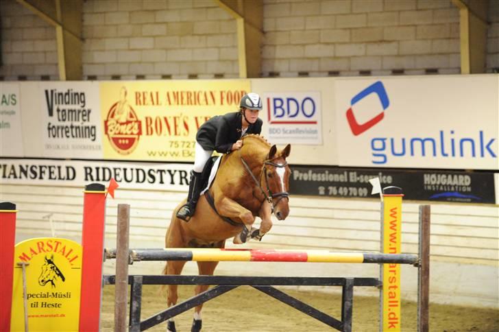 Anden særlig race Acorde Z - AFLIVET - Træning. billede 7