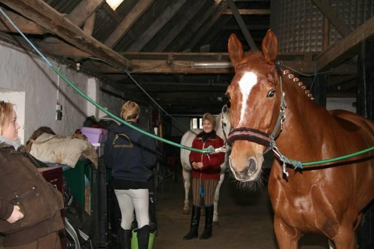 Anden særlig race Acorde Z - AFLIVET - Acorde inden stævne på Ponygården Solvang :) billede 8