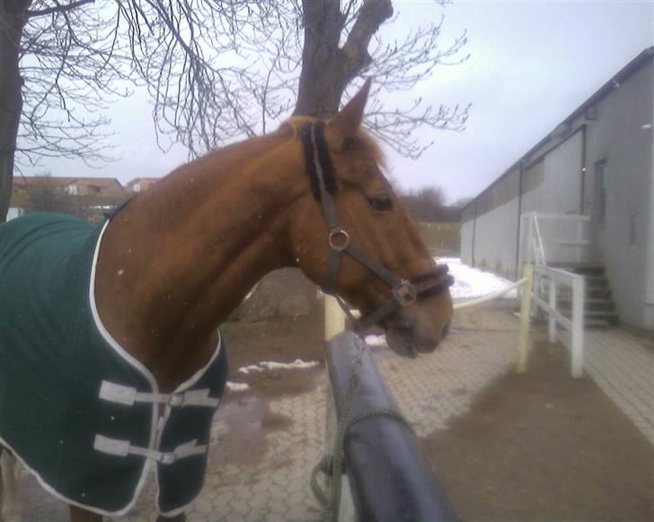 Anden særlig race Acorde Z - AFLIVET - Vinterdag. billede 9