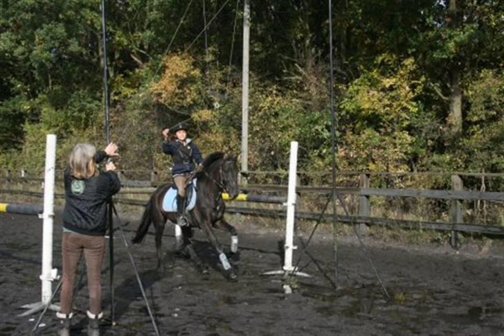 Hollandsk Sportspony stuntman *gl. part* - ringridning på LRK 19/10 - 08 fuck han er så skøn <3  Fotograf: LRK billede 16