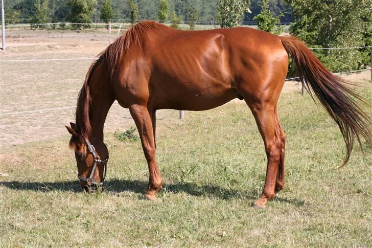 Fuldblod (XX) Madrilenjo - Maddie i sit nye hjem som er en løsdrift stald med DEJLIG græs til billede 8