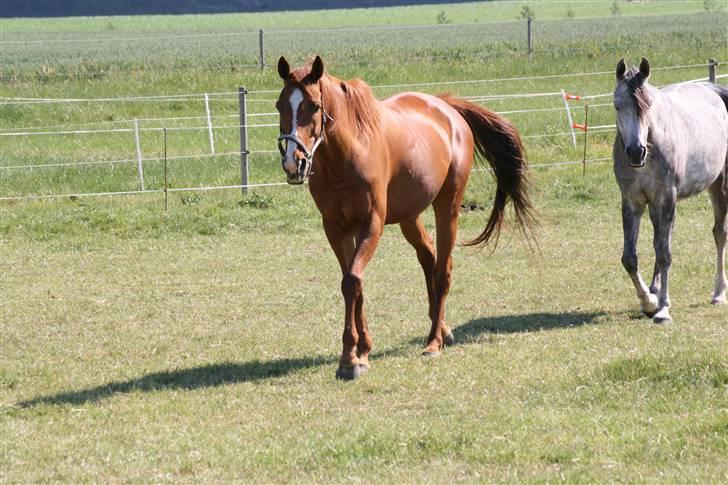 Fuldblod (XX) Madrilenjo - nu kommer jeg.... billede 9