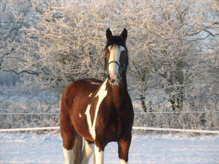 Pinto Nymarksgaards Montoya - vinteren 2010 billede 13