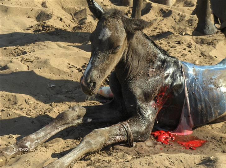 Dansk Varmblod Mazy *Solgt* - Min lille følsen er lige blevet født :`)  billede 1