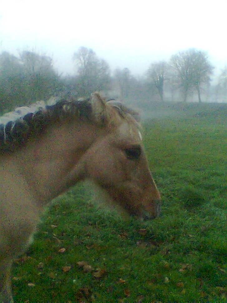 Anden særlig race Shanita Solgt :( billede 11