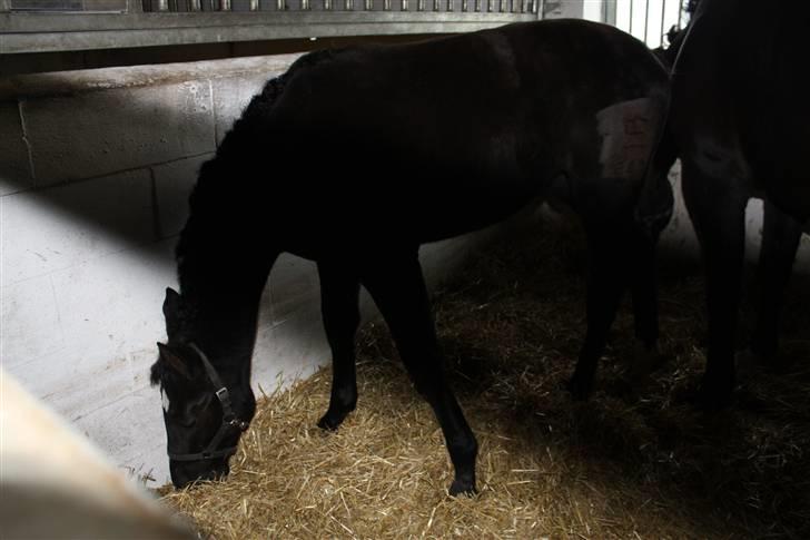 Dansk Varmblod Mazy *Solgt* - Mazy er lige blevet brændemærket  billede 2