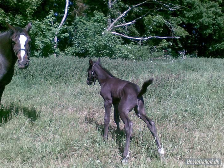 Dansk Varmblod Mazy *Solgt* billede 3